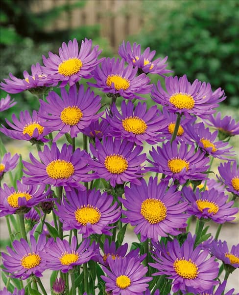 Aster alpinus 'Dunkle Schöne'