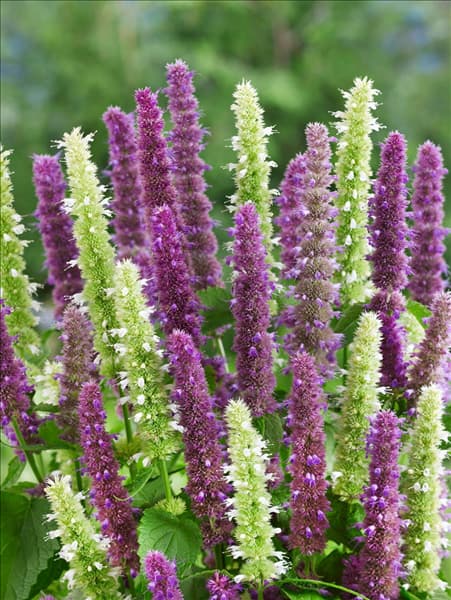 Agastache foeniculum