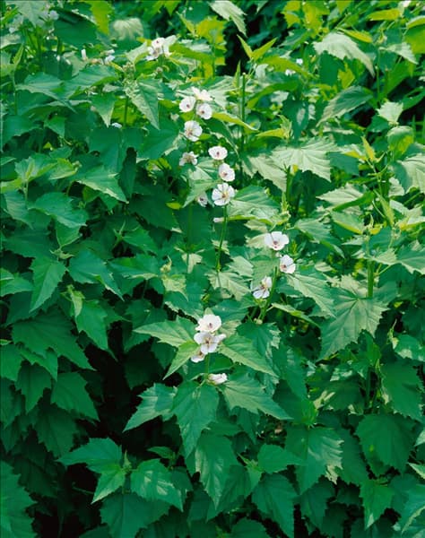 ALTHAEA OFFICINALIS