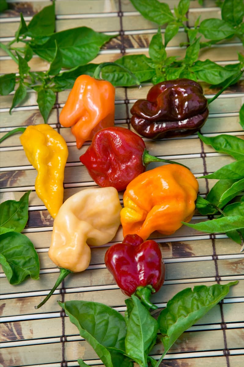 Capsicum chinense Habanero Mischung