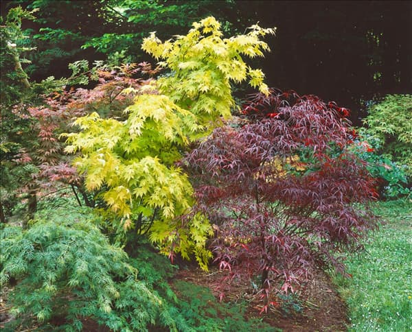 Acer Mischung im Garten