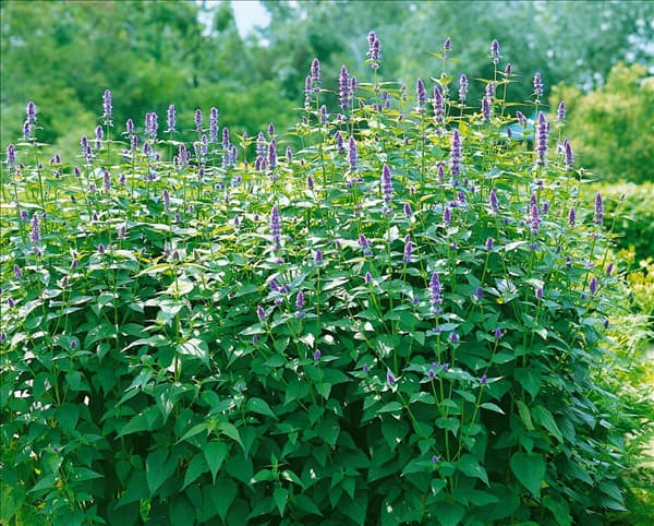 AGASTACHE FOENICULUM