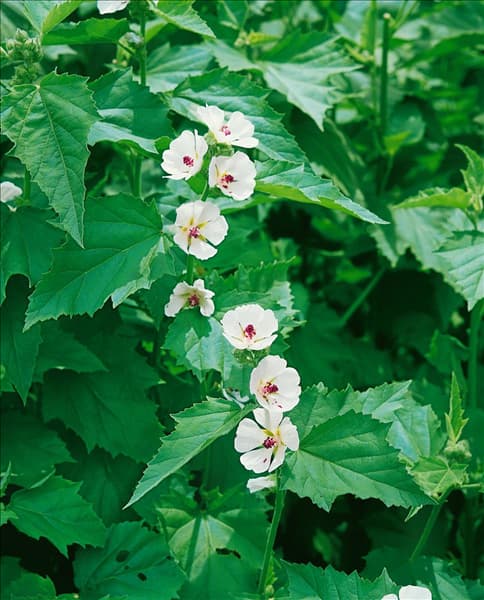ALTHAEA OFFICINALIS