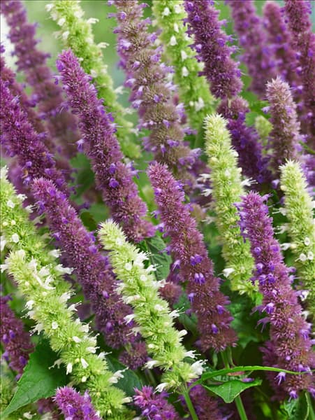 Agastache foeniculum
