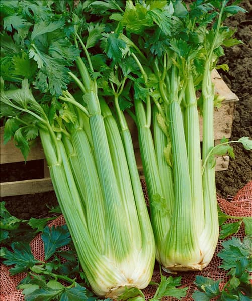 Apium graveolens 'Avalon'