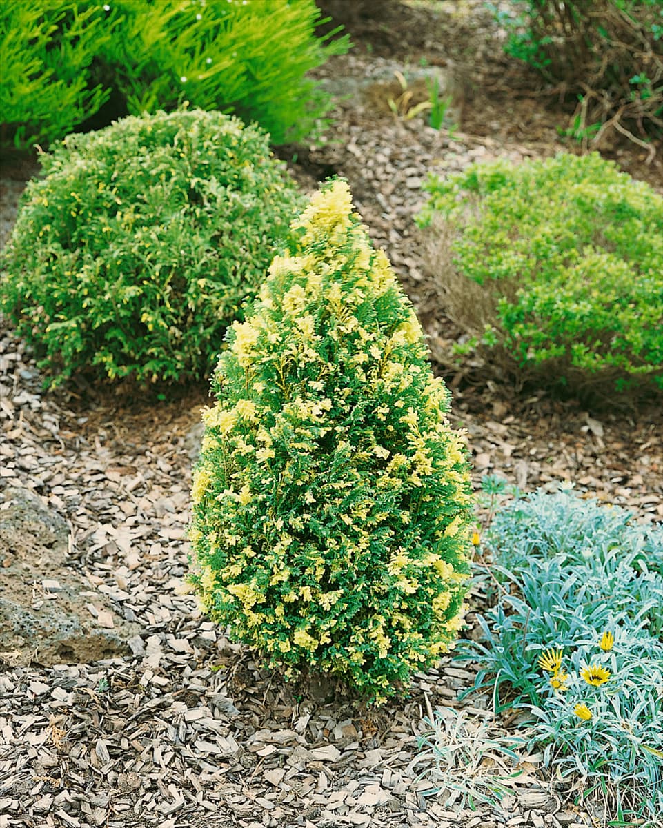Chamaecyparis lawsoniana Fleckel Wood