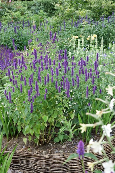 Agastache foeniculum
