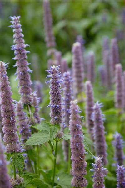 Agastache foeniculum
