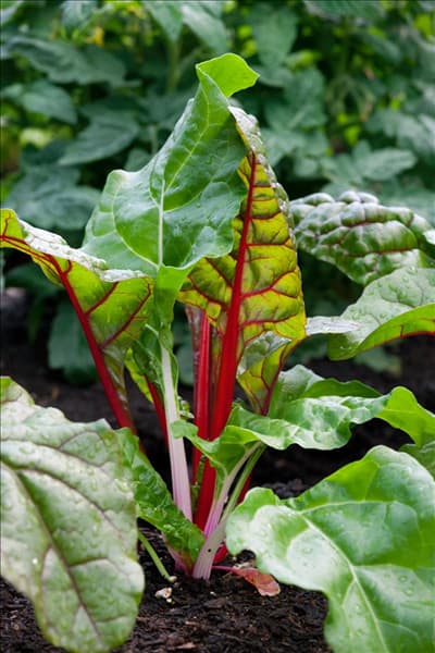 Beta vulgaris var. cicla Bright Lights