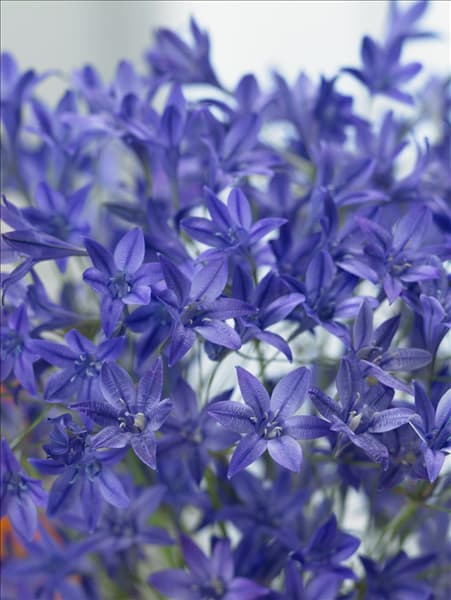 Triteleia laxa Queen Fabiola
