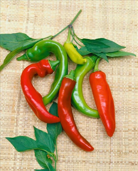 Peperoni/Capsicum frutescens ANAHEIM