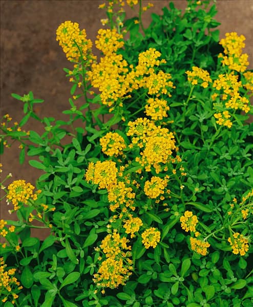 Alyssum montanum Mountain Gold