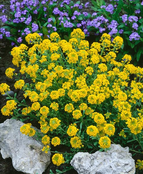Alyssum montanum