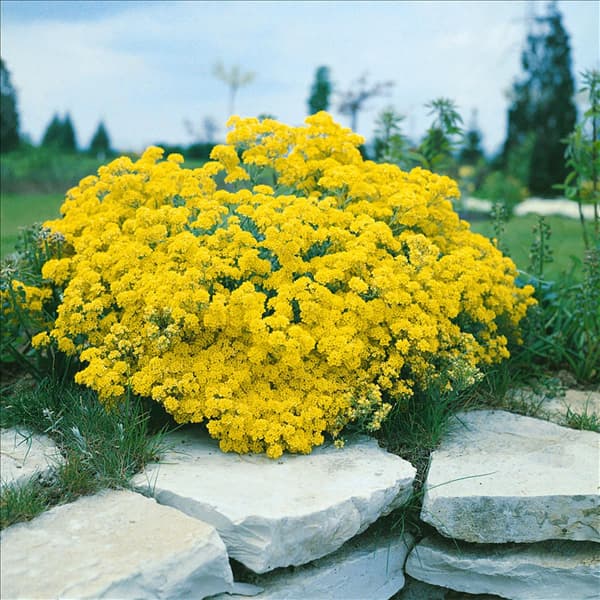 Alyssum montanum Mountain Gold
