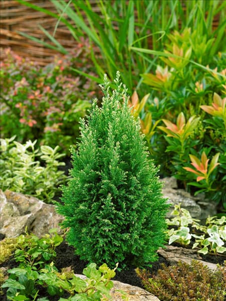 Chamaecyparis lawsoniana Snow White