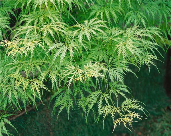 Acer palmatum Dissectum Filigree