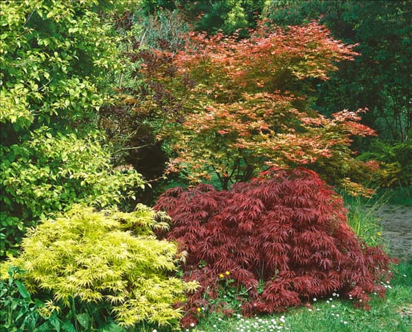 Acer Mischung im Garten