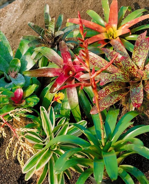 Bromelia mixed