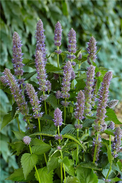 Agastache foeniculum 'Purple Haze'