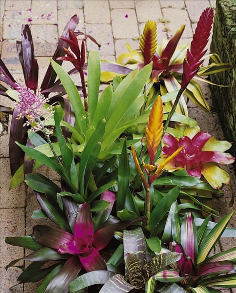 Bromelia mixed