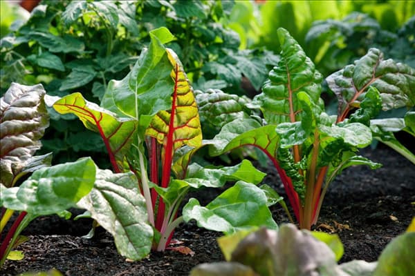 Beta vulgaris var. cicla Bright Lights