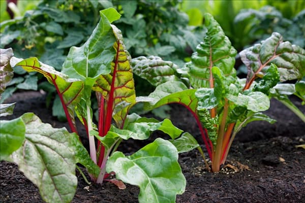 Beta vulgaris var. cicla Bright Lights