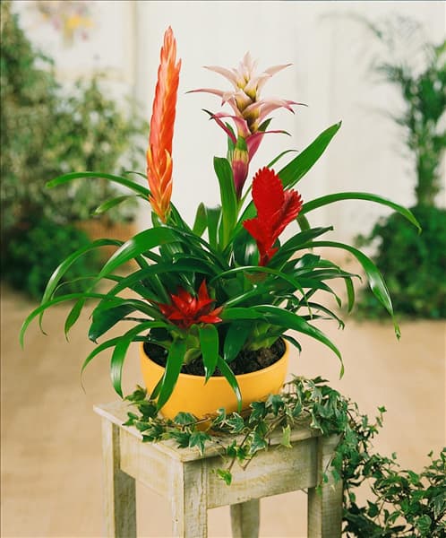 Bromelia mixed