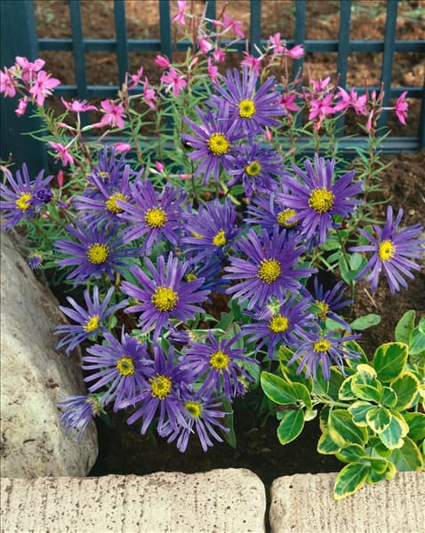Aster amellus Blue King