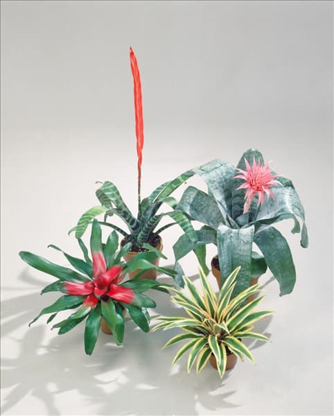 Bromelia mixed