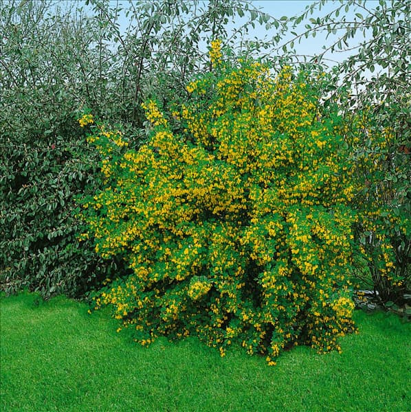 CARAGANA ARBORESCENS