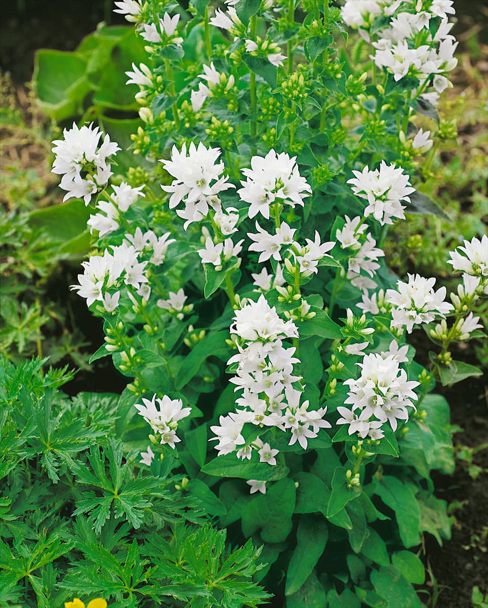 Campanula glomerata Alba