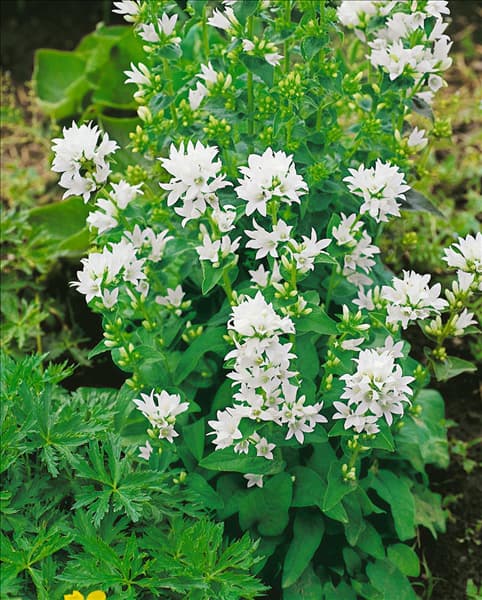 Campanula glomerata Alba