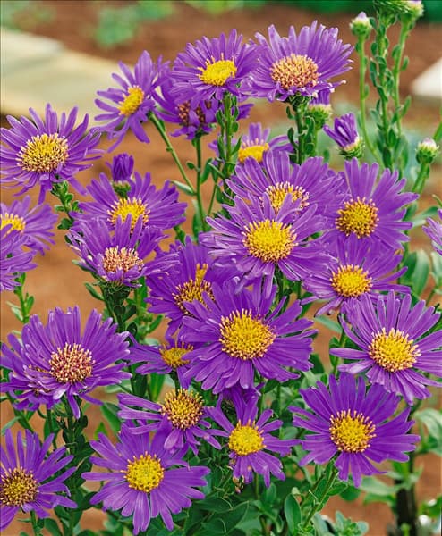 Aster amellus Carmin
