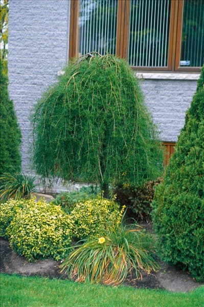 CARAGANA ARBORESCENS WALKER