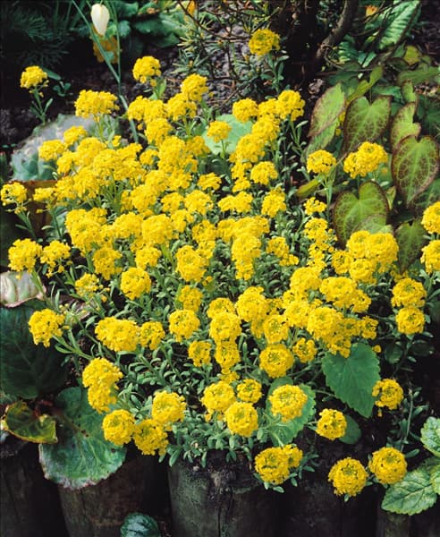 ALYSSUM MONTANUM BERGGOLD