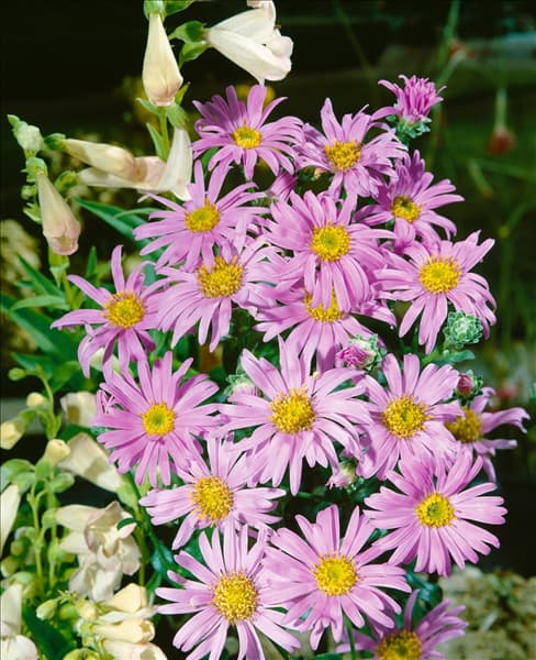 Aster amellus Rosa Erfüllung