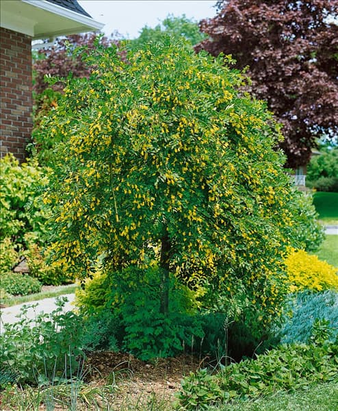 CARAGANA ARBORESCENS
