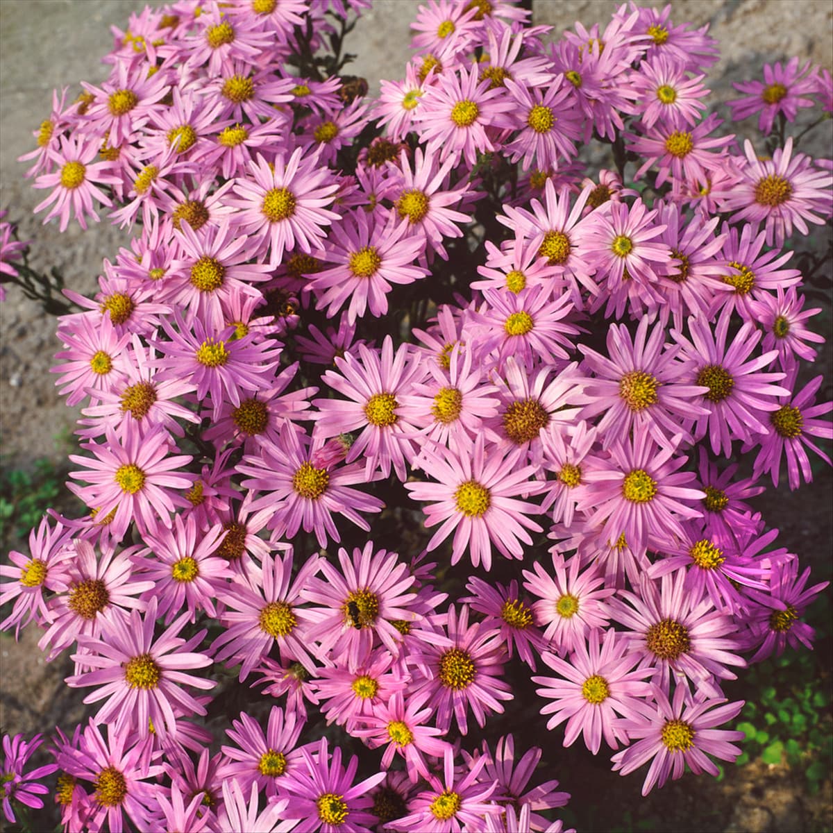 Aster amellus