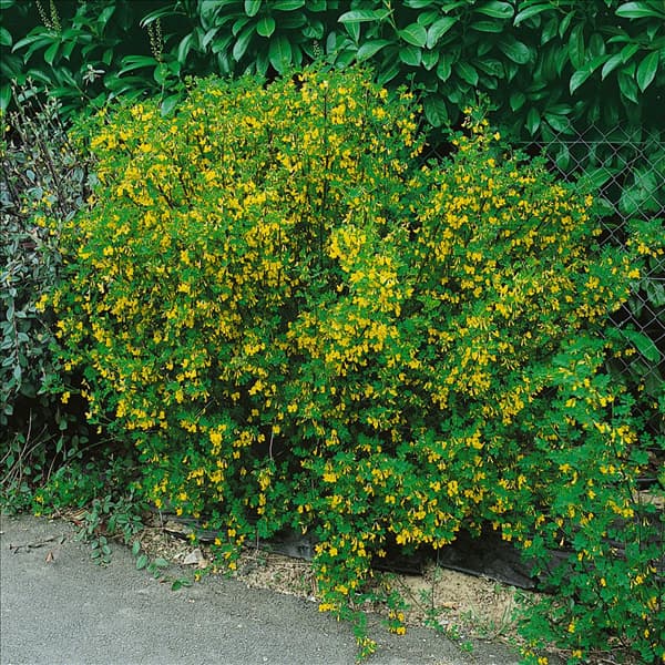 CARAGANA ARBORESCENS