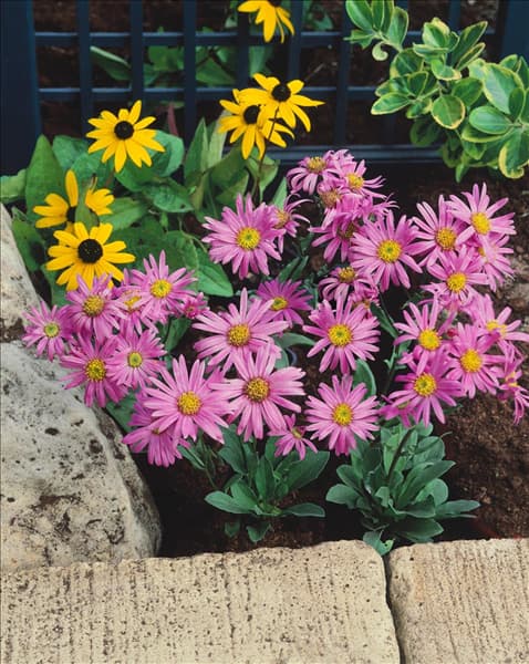 Aster amellus Rosa Erfüllung