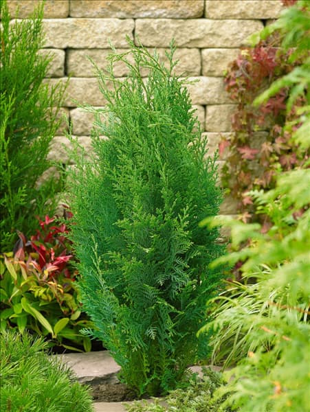 Chamaecyparis lawsoniana Van Pelt's Blue