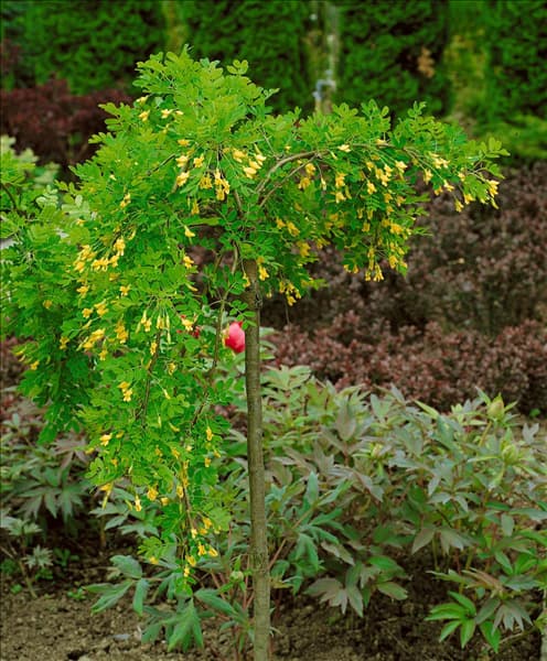 CARAGANA ARBORESCENS PENDULA