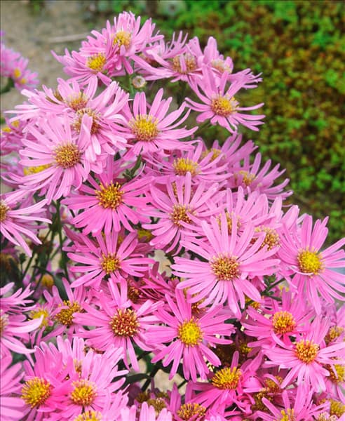 Aster amellus Lady Hindlip