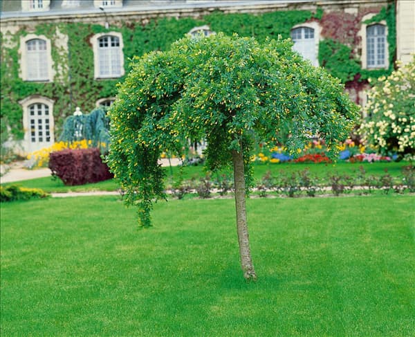Caragana arborescens Pendula