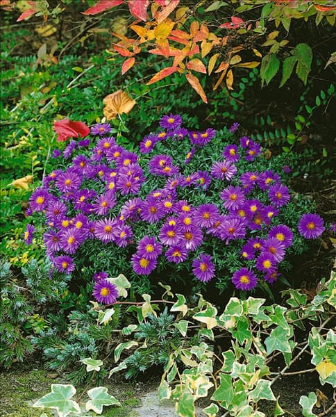 Aster amellus Blue King