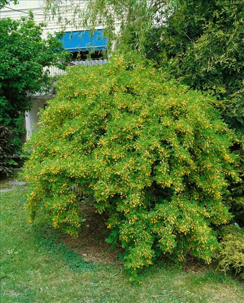 CARAGANA ARBORESCENS PENDULA