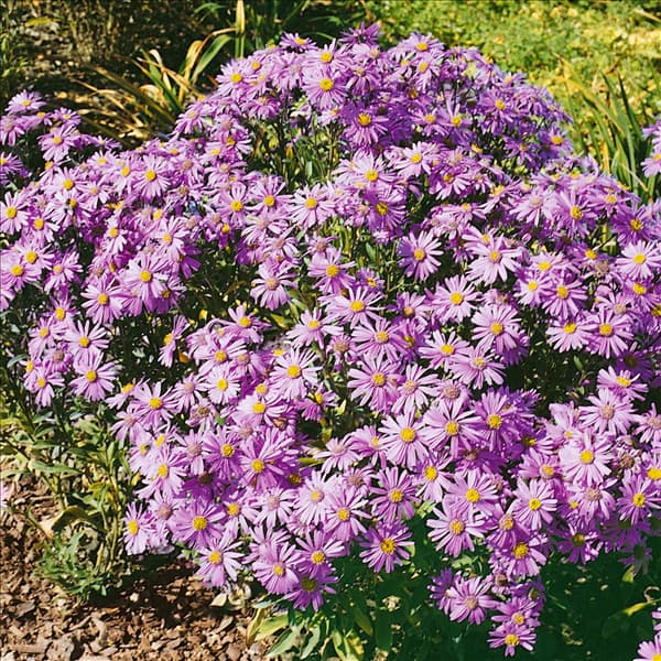 Aster amellus Lavender