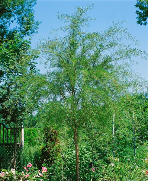 Caragana arborescens Lobergii