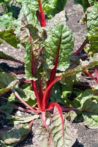 Beta vulgaris var. cicla Rhubarb