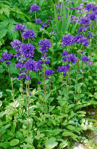 Campanula glomerata